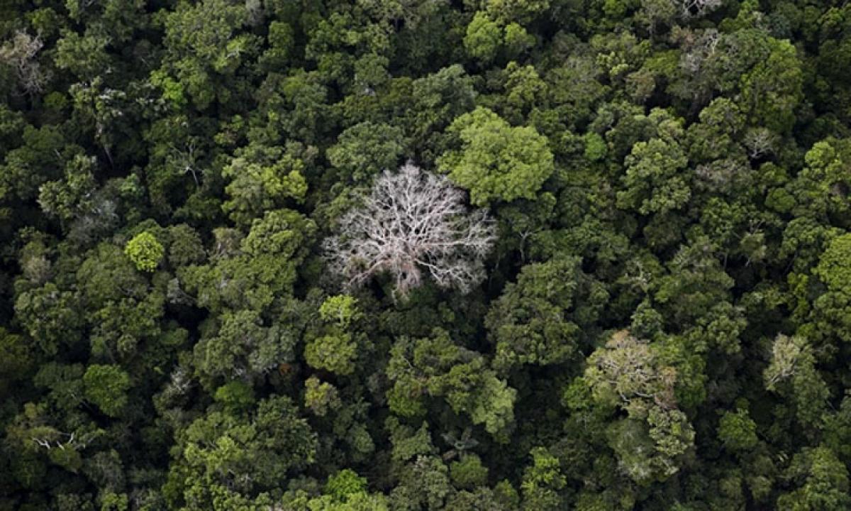 Half of Amazon tree species in danger: study